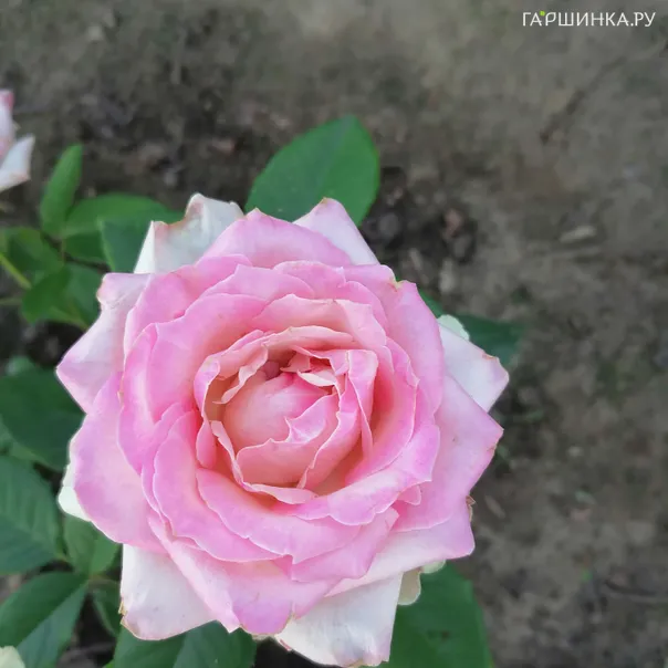 превью изображения отзыва