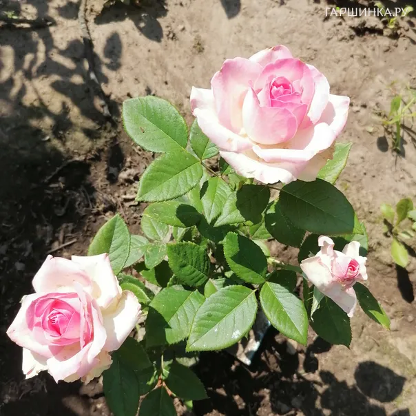 превью изображения отзыва