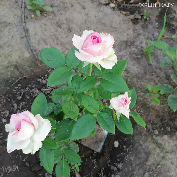 превью изображения отзыва