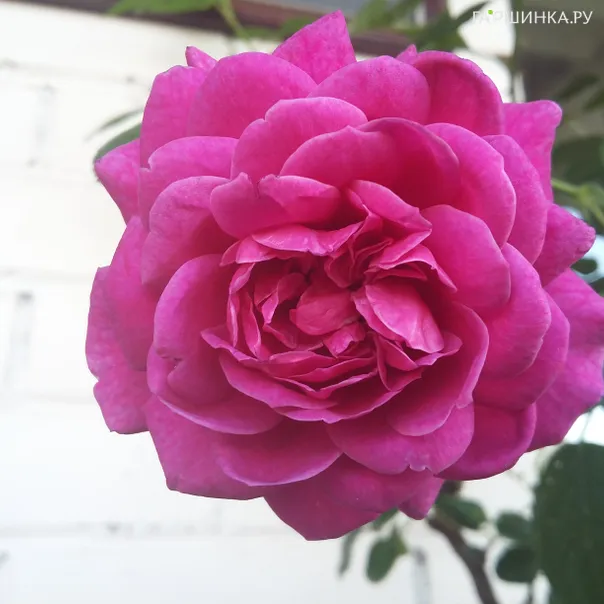 превью изображения отзыва