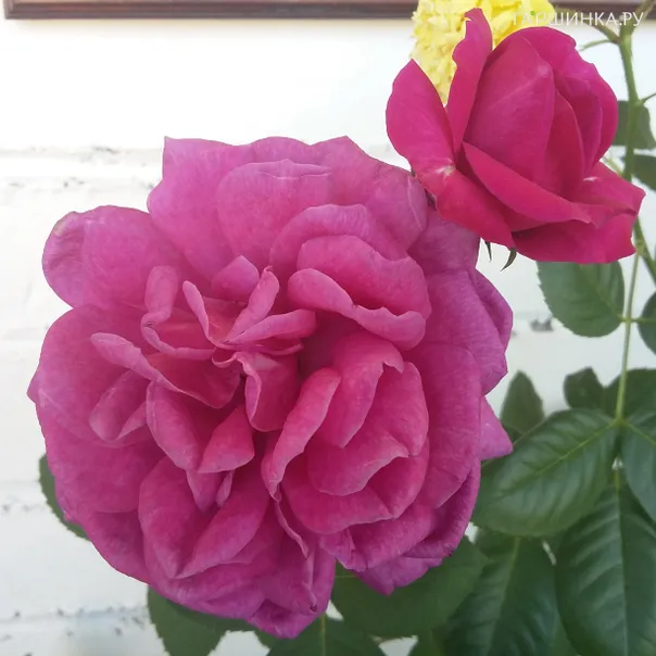 превью изображения отзыва