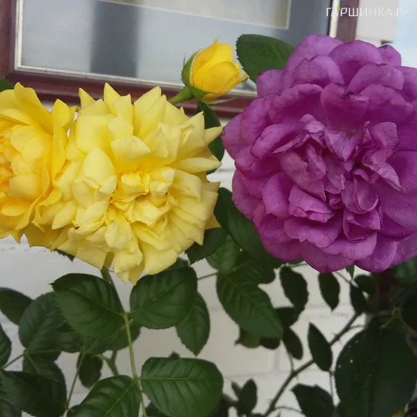 превью изображения отзыва