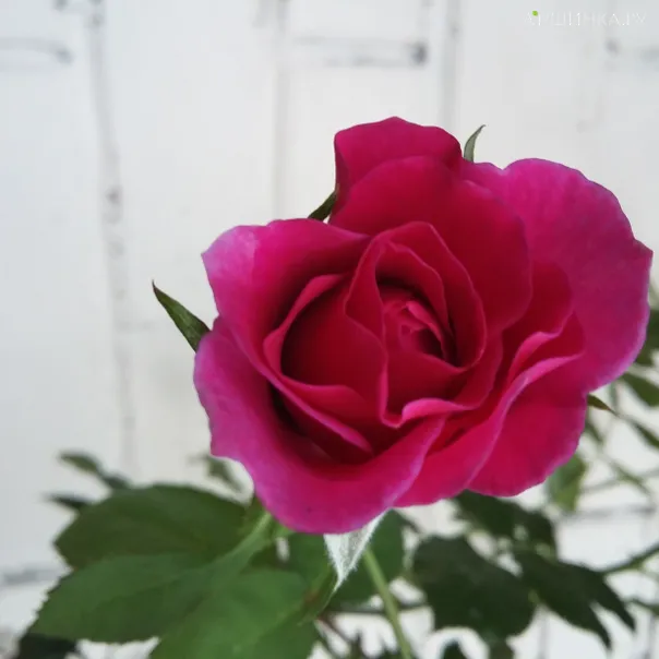 превью изображения отзыва