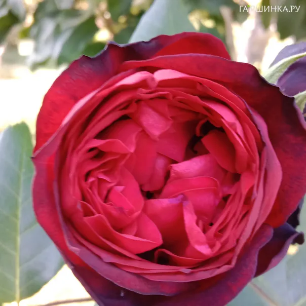 превью изображения отзыва