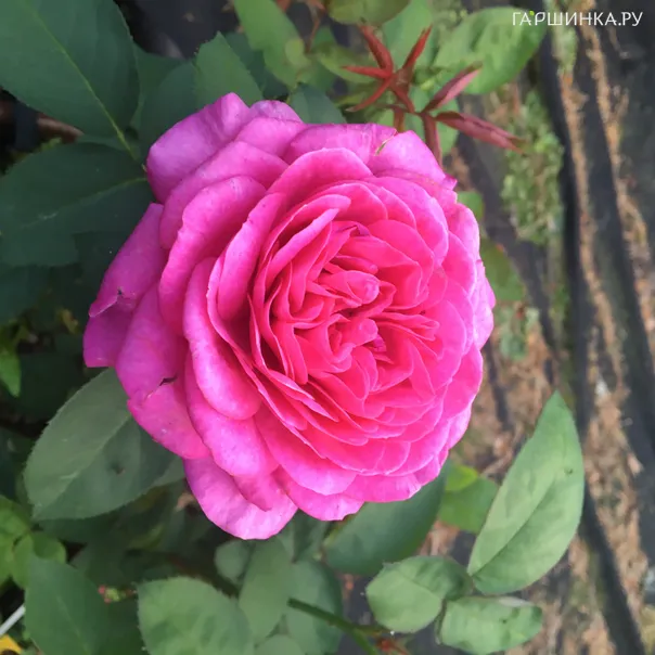 превью изображения отзыва