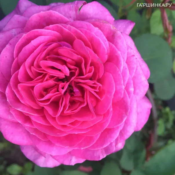 превью изображения отзыва