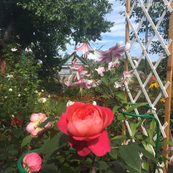 превью изображения отзыва