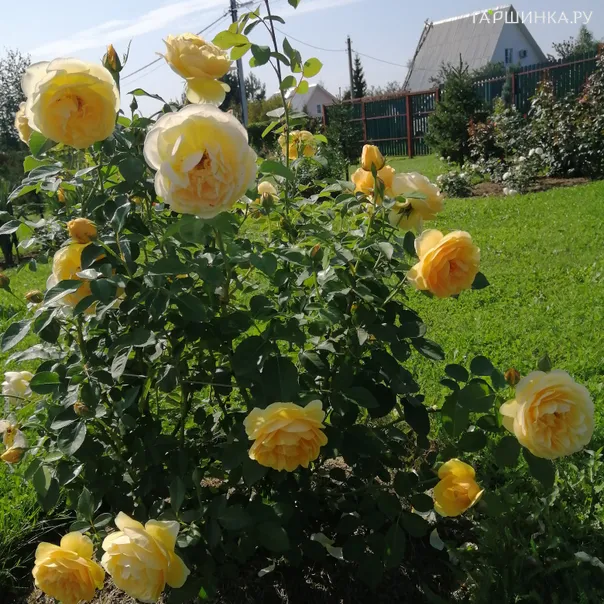 превью изображения отзыва