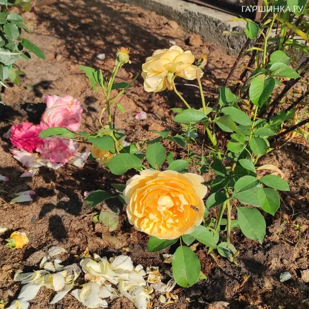 превью изображения отзыва