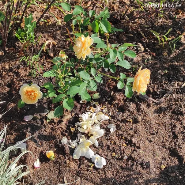 превью изображения отзыва