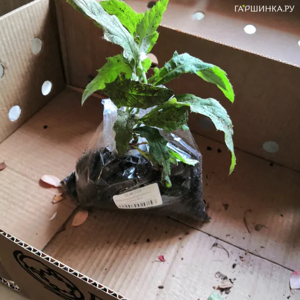 превью изображения отзыва