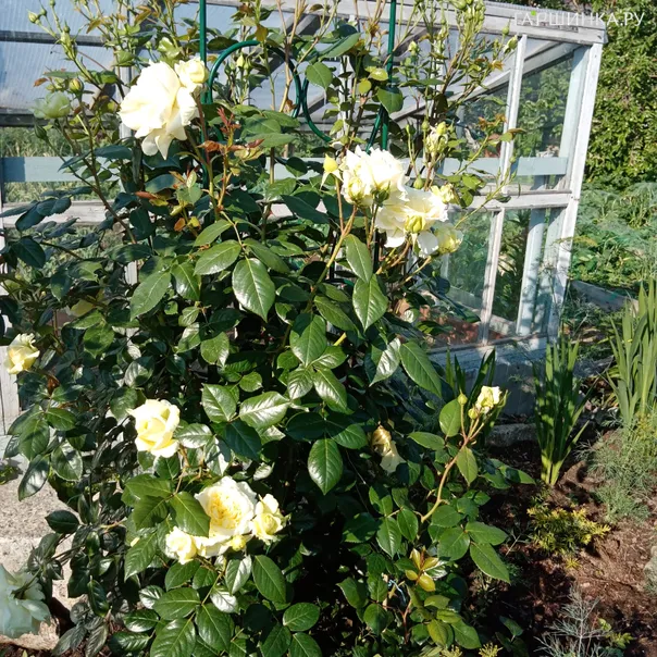 превью изображения отзыва