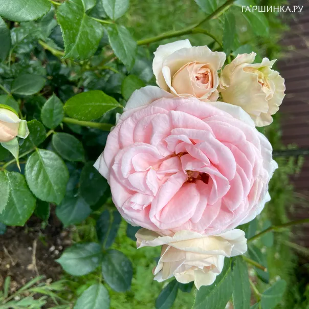 превью изображения отзыва