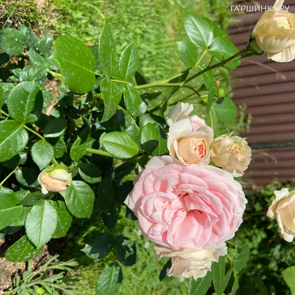 превью изображения отзыва