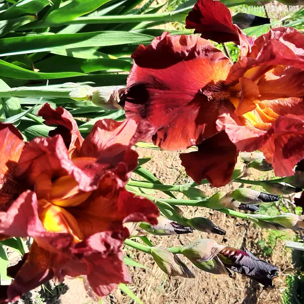 превью изображения отзыва