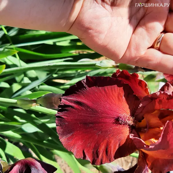 превью изображения отзыва