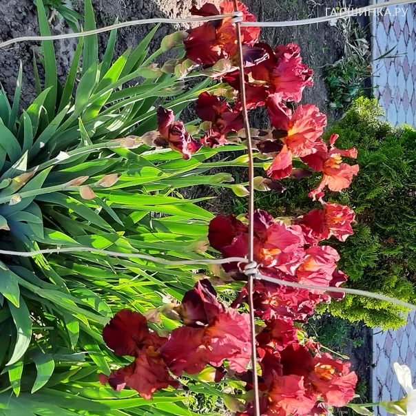 превью изображения отзыва