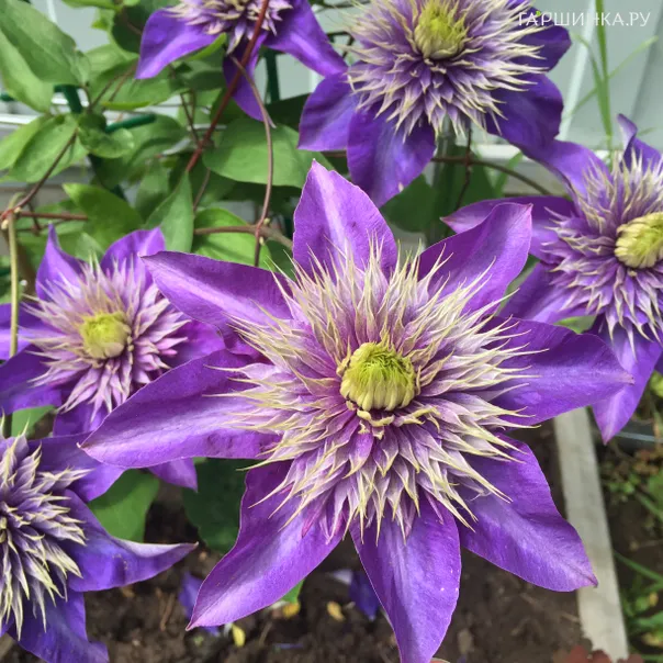 превью изображения отзыва