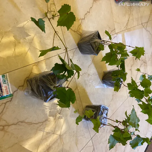 превью изображения отзыва