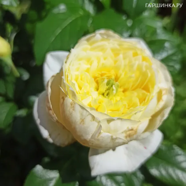 превью изображения отзыва