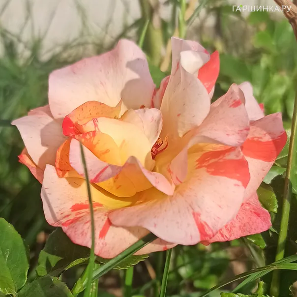 превью изображения отзыва