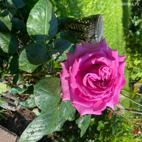 превью изображения отзыва