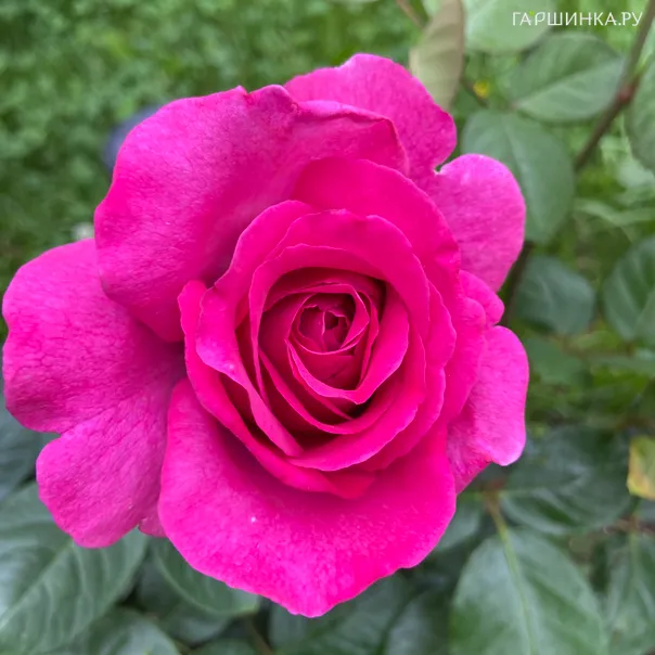 превью изображения отзыва