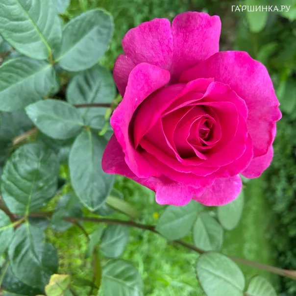 превью изображения отзыва