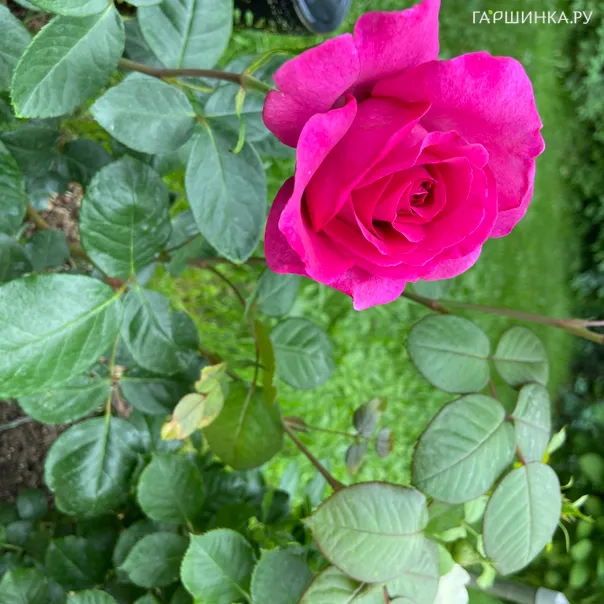 превью изображения отзыва