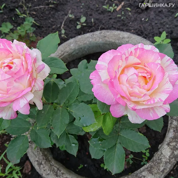 превью изображения отзыва