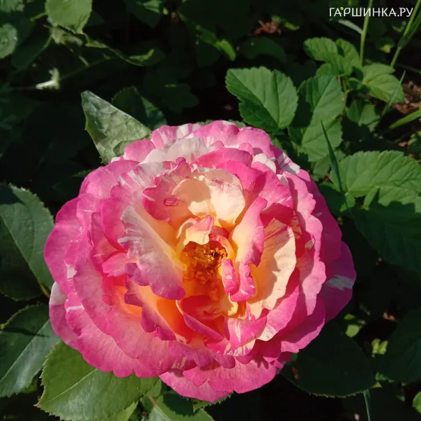 превью изображения отзыва