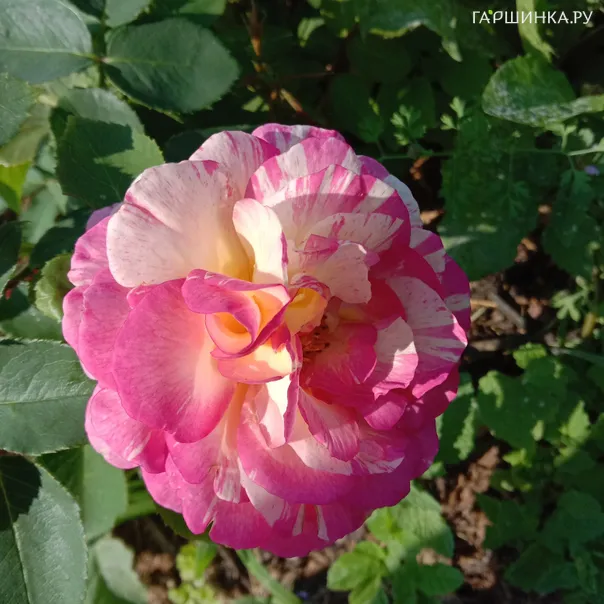 превью изображения отзыва