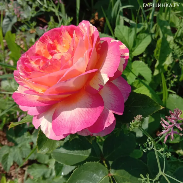 превью изображения отзыва