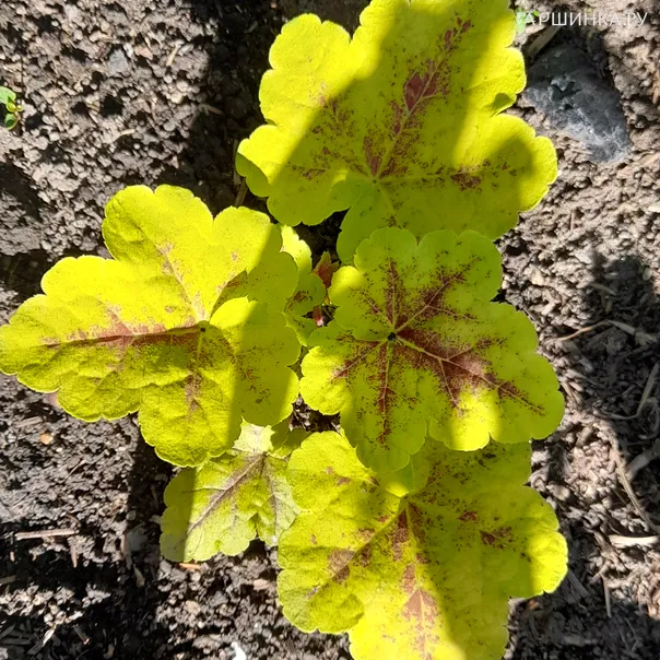 превью изображения отзыва