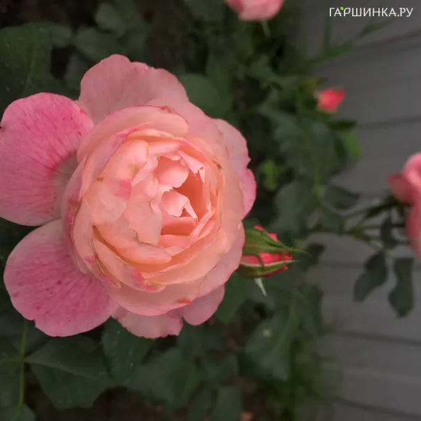 превью изображения отзыва