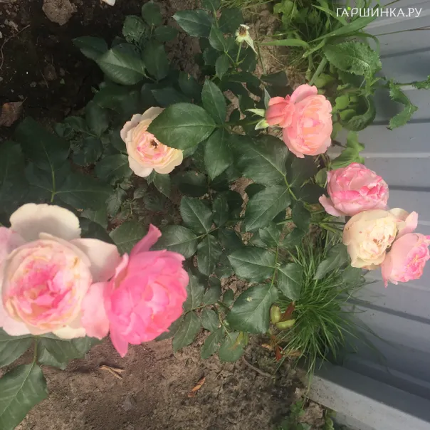 превью изображения отзыва