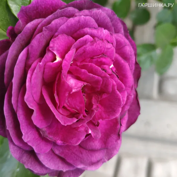 превью изображения отзыва