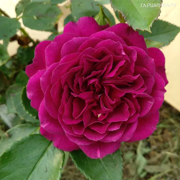 превью изображения отзыва