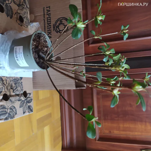 превью изображения отзыва