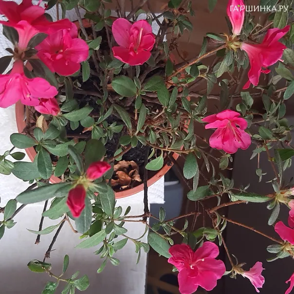 превью изображения отзыва