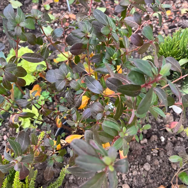 превью изображения отзыва