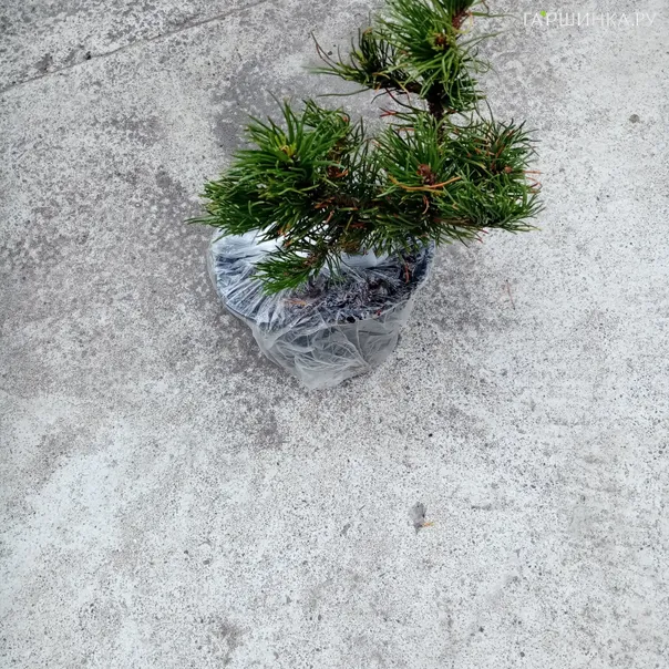 превью изображения отзыва