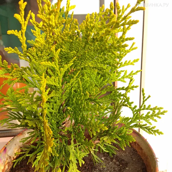 превью изображения отзыва