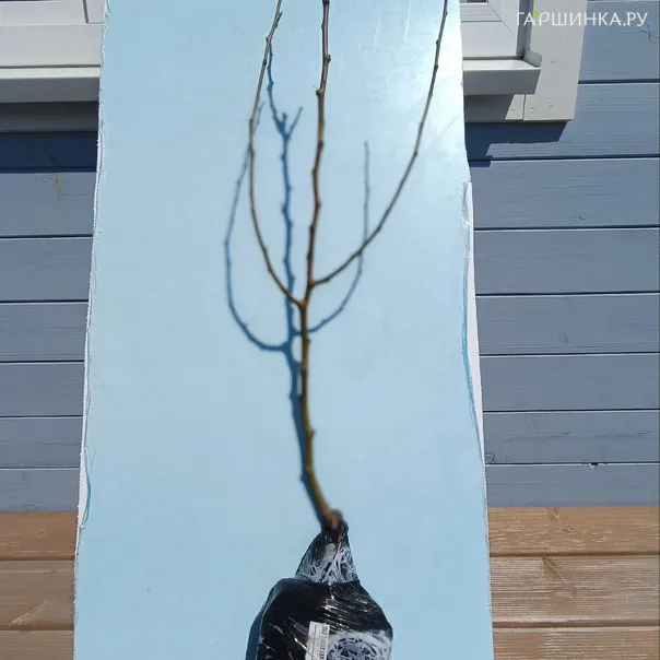 превью изображения отзыва