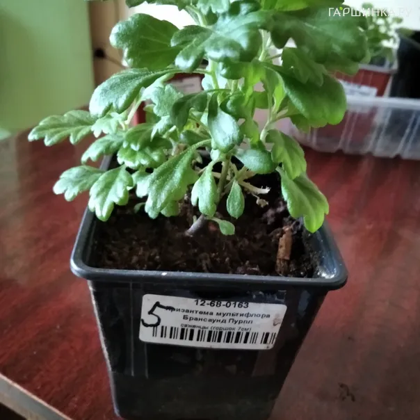 превью изображения отзыва