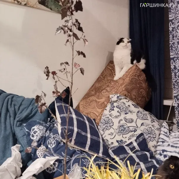 превью изображения отзыва