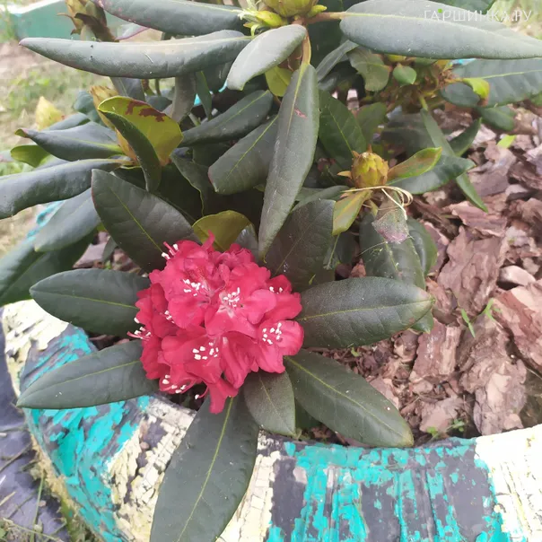 превью изображения отзыва