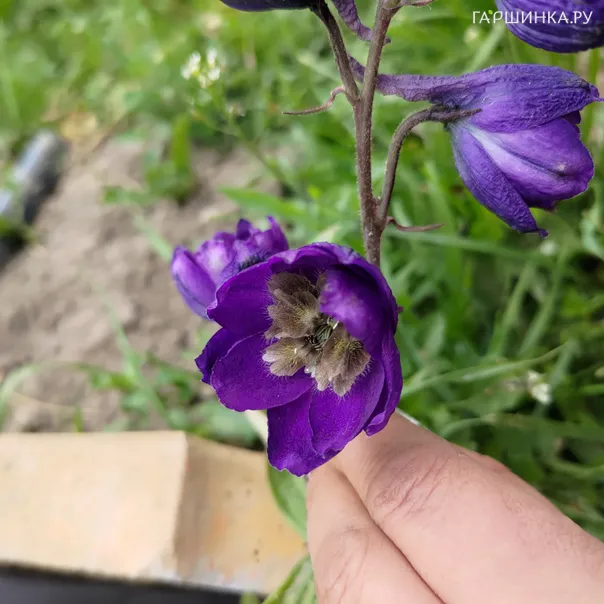 превью изображения отзыва