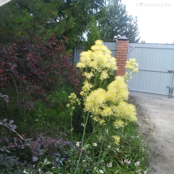 превью изображения отзыва