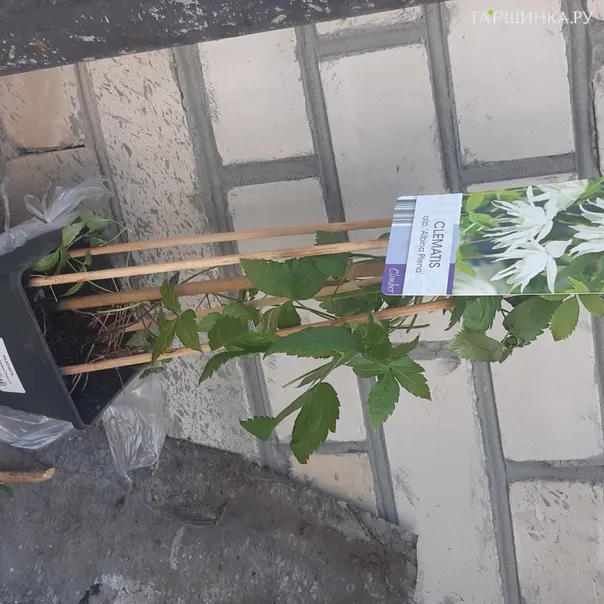 превью изображения отзыва